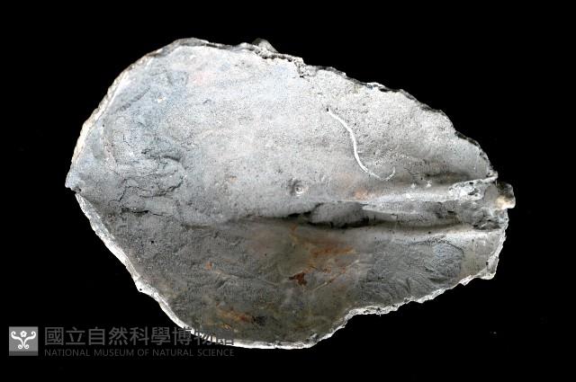 新種巨齒滿月蛤藏品圖，第3張
