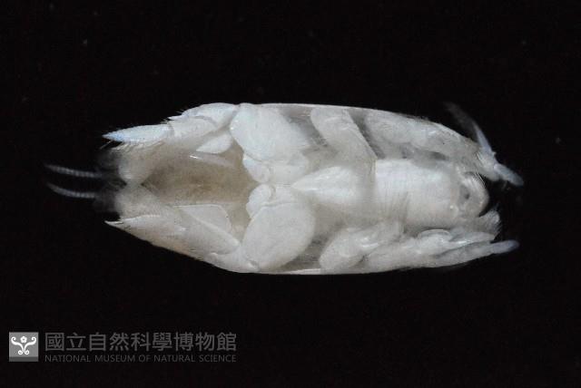 臺灣鼴鼠蟹藏品圖，第3張
