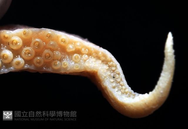 燕尾烏賊藏品圖，第3張
