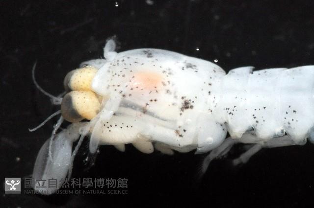 濱海幼嫩蝦蛄藏品圖，第3張