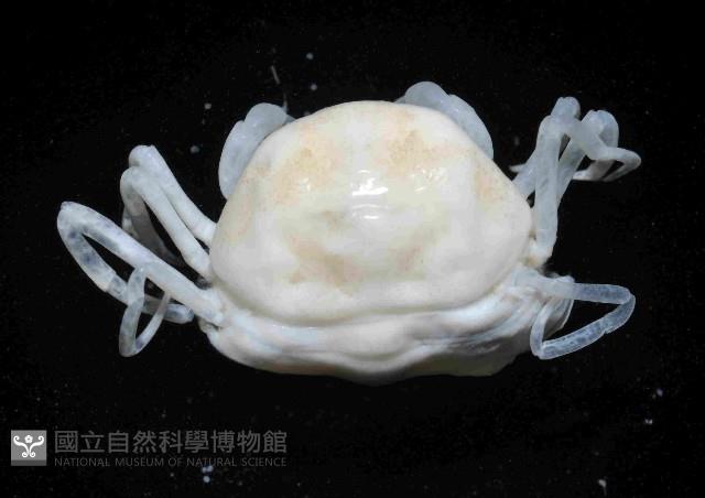 中華蚶豆蟹藏品圖，第3張