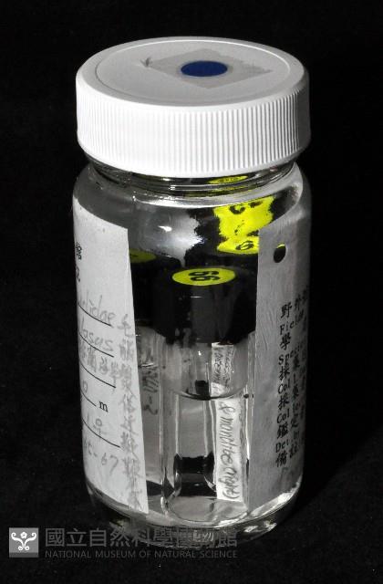 毛觸鬚偽近鞭尾蟲藏品圖，第3張