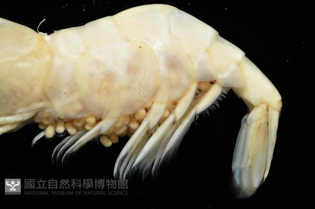 陳氏長額蝦(新種)藏品圖，第3張