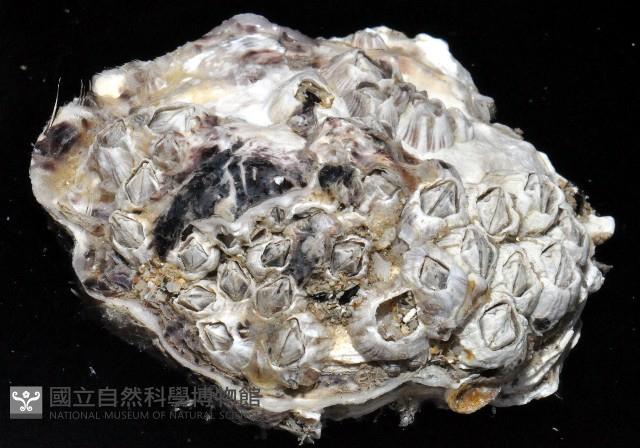 白脊管藤壺藏品圖，第3張