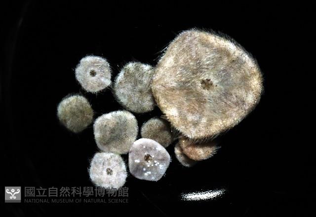 馬氏海錢(馬氏扣海膽)藏品圖，第3張