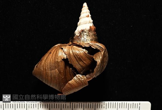 造殼海葵之一種藏品圖，第3張