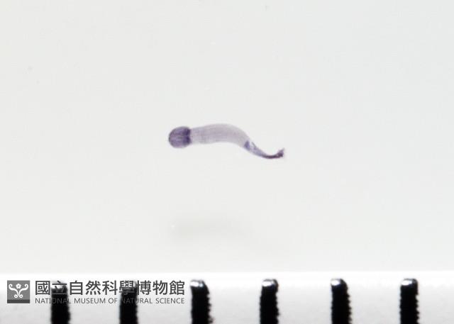 新種鯊魚絛蟲-02藏品圖，第3張