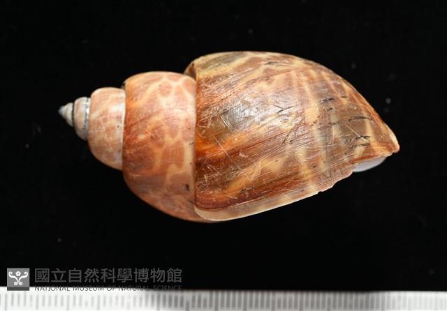 窄縫鳳螺藏品圖，第3張