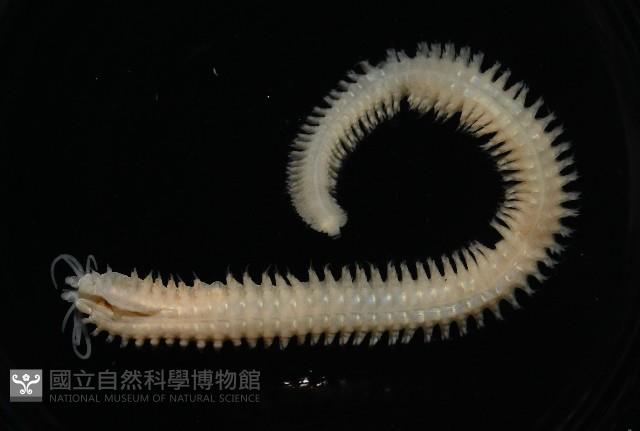 基翬闊沙蠶藏品圖，第3張