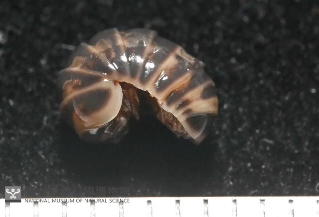 條紋木球馬陸藏品圖，第3張