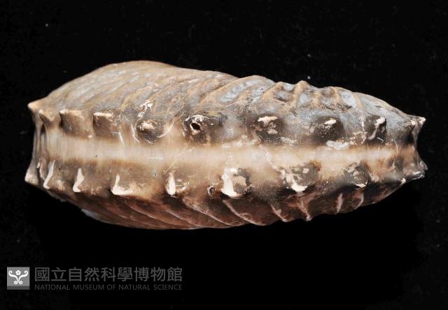 闊船蛸藏品圖，第3張