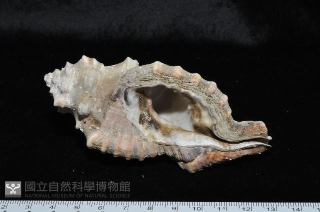 象鼻法螺藏品圖，第3張