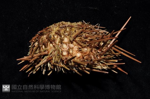 海刺蝟藏品圖，第3張