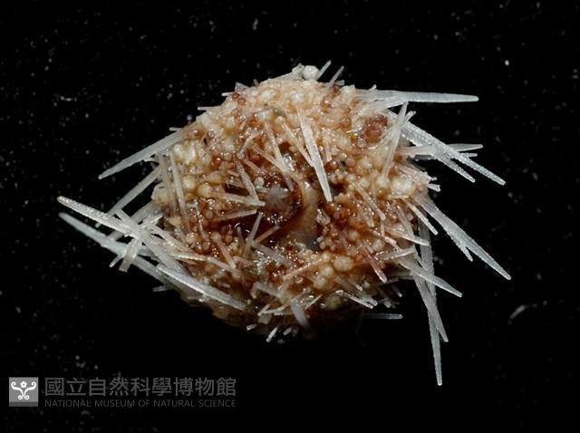 福氏鋸海膽藏品圖，第3張
