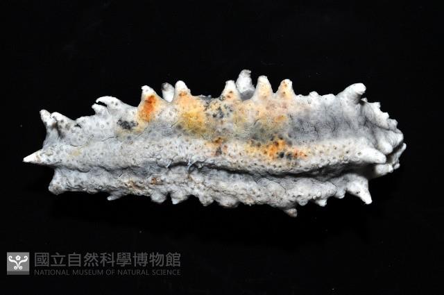 方柱翼手參藏品圖，第3張