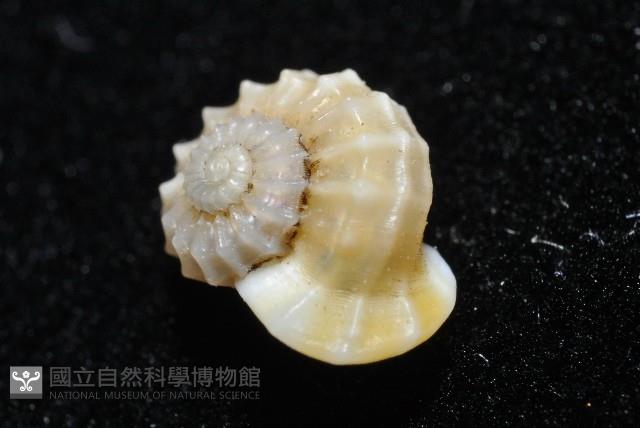 鋼石花冠螺藏品圖，第3張