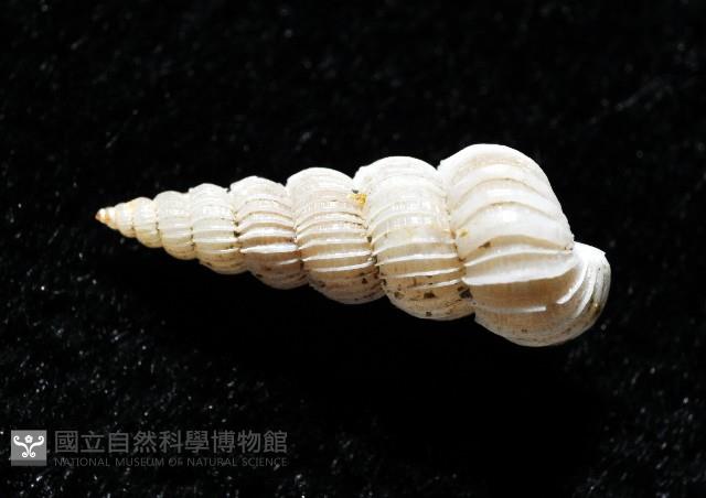 精靈海螄螺藏品圖，第3張