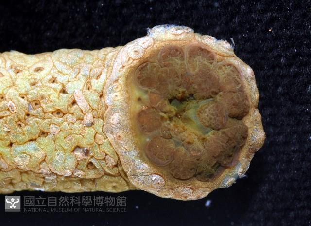 棘手乳參藏品圖，第3張