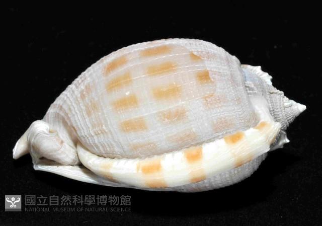 布紋鬘螺藏品圖，第3張