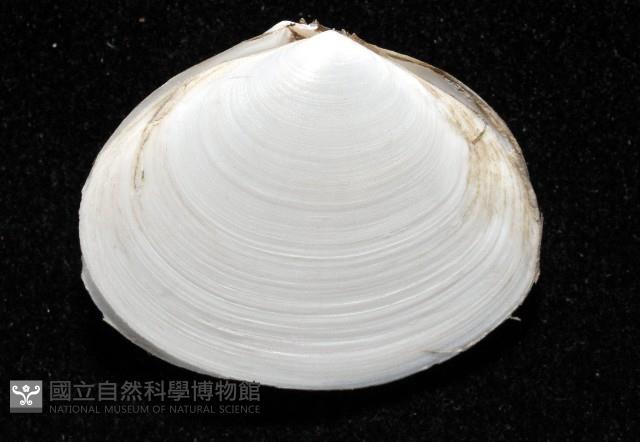 淺溝蛤藏品圖，第3張