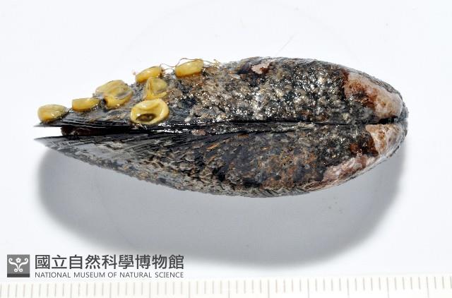 臺灣深海殼菜蛤藏品圖，第3張
