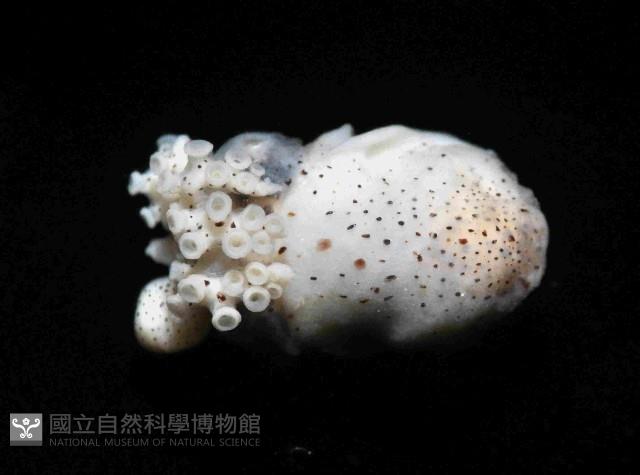 扁船蛸藏品圖，第3張