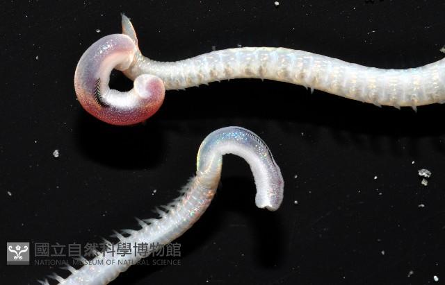 未知種角吻沙蠶藏品圖，第3張