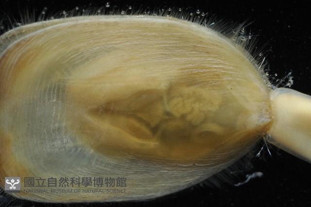 亞氏海豆芽藏品圖，第3張