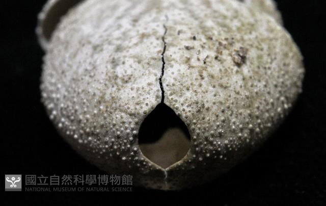 平壺海膽藏品圖，第3張