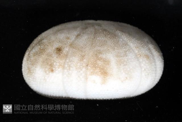 卵圓斜海膽藏品圖，第3張