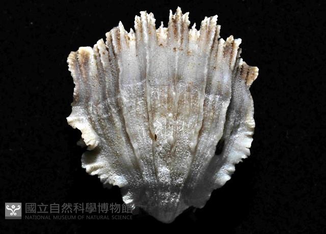 卡諾貝里卡葵珊瑚藏品圖，第3張