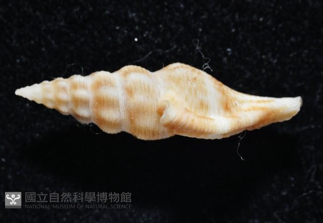 奧利佛捲管芋螺藏品圖，第3張