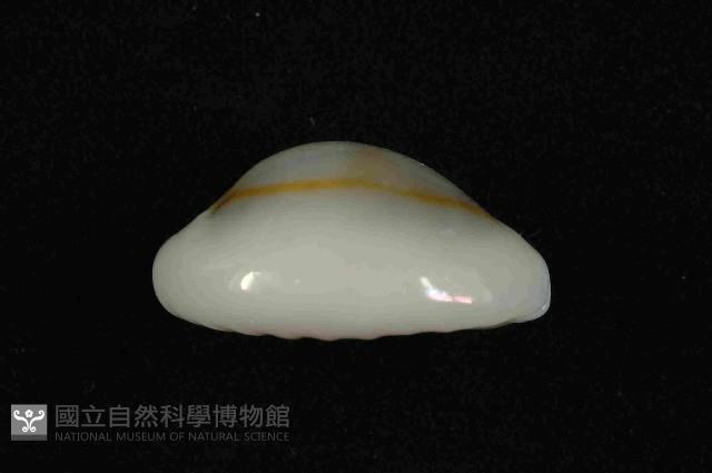 金環寶螺藏品圖，第3張