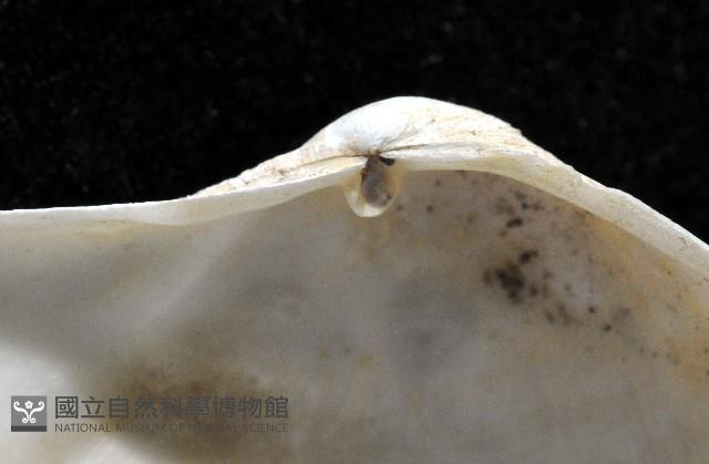 登錄號:004401-00123藏品圖，第3張