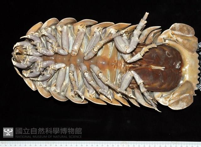 詹姆士巨深水虱藏品圖，第3張