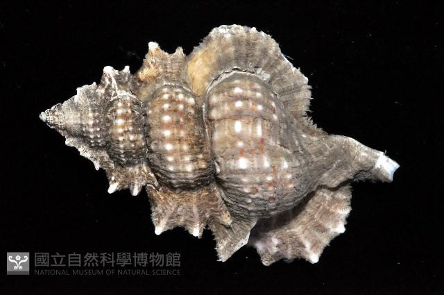 翼法螺藏品圖，第3張