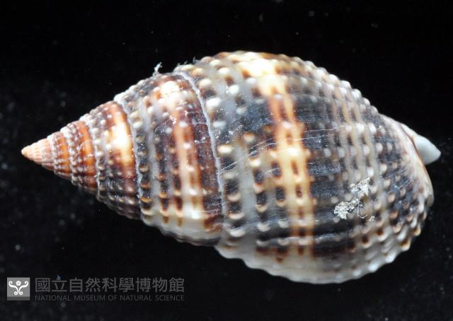 尖頭織紋螺藏品圖，第3張