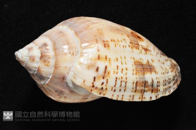 棕線渦螺藏品圖，第3張