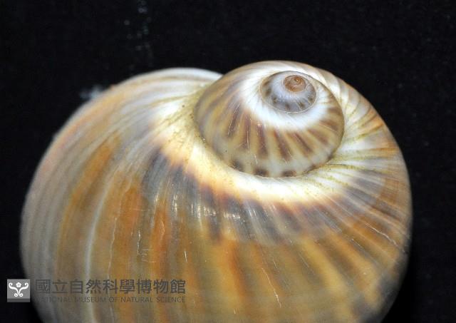 小灰玉螺藏品圖，第3張