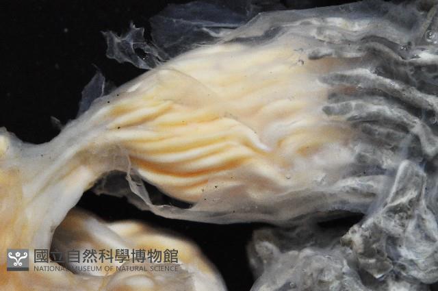未知種海鞘藏品圖，第3張