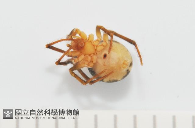 新種姬蜘藏品圖，第3張