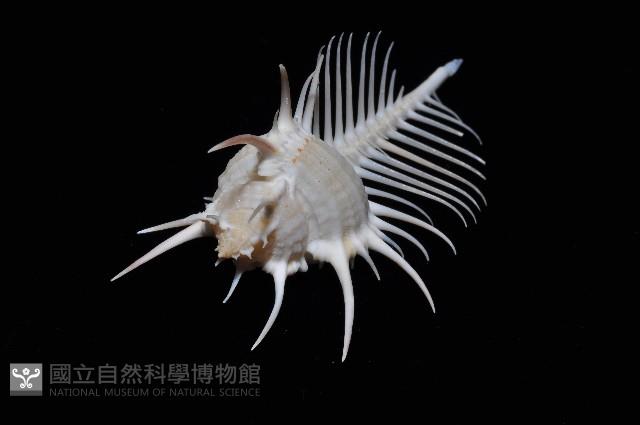 維納斯骨螺藏品圖，第3張