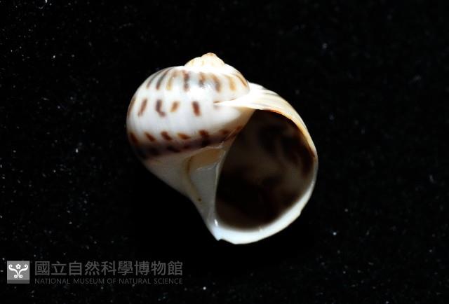 小灰玉螺藏品圖，第3張