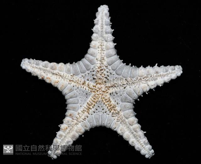 玉緣棘角海星(紫氏麗海星)藏品圖，第3張
