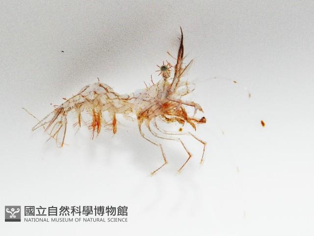 毛毛蝦藏品圖，第3張