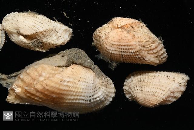 未知種魁蛤藏品圖，第3張