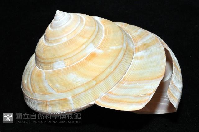 寺町翁戎螺藏品圖，第3張