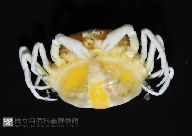 中華蚶豆蟹藏品圖，第3張