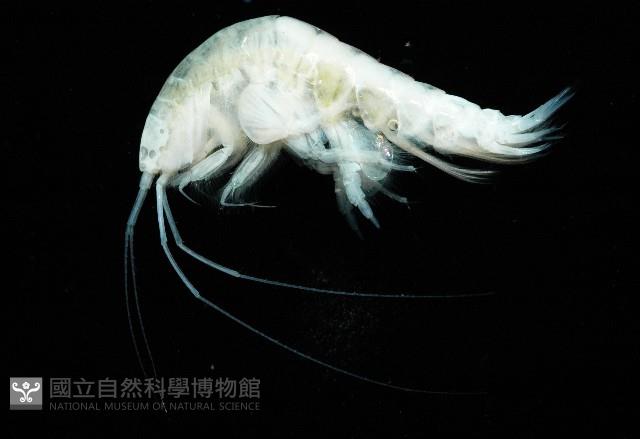 未知種端足類藏品圖，第3張