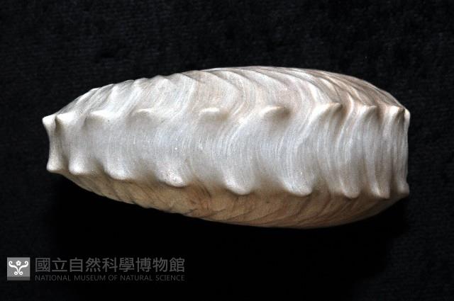 闊船蛸藏品圖，第3張